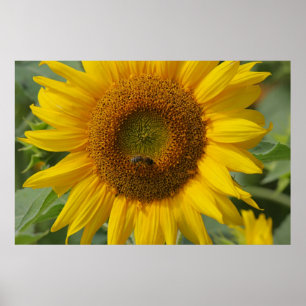 Zonnebloem Poster