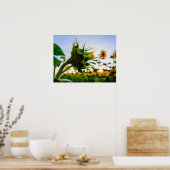 Zonnebloem Poster (Keuken)