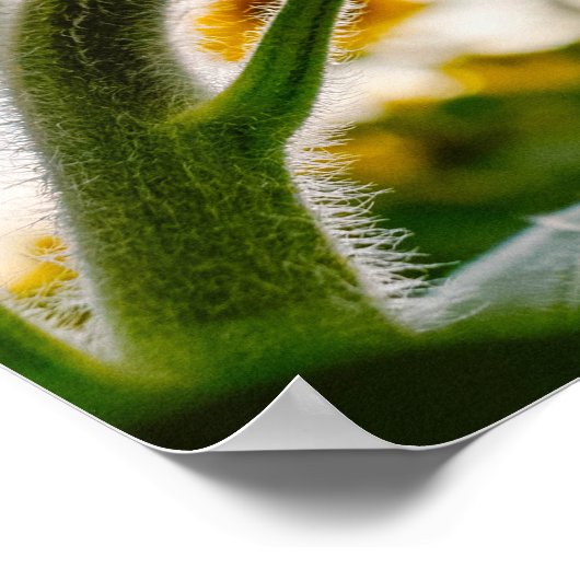 Zonnebloem Poster (Hoek)