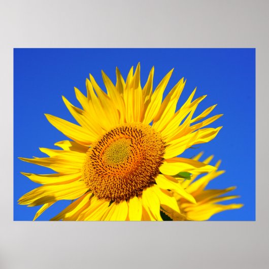 Zonnebloem Poster (Voorkant)