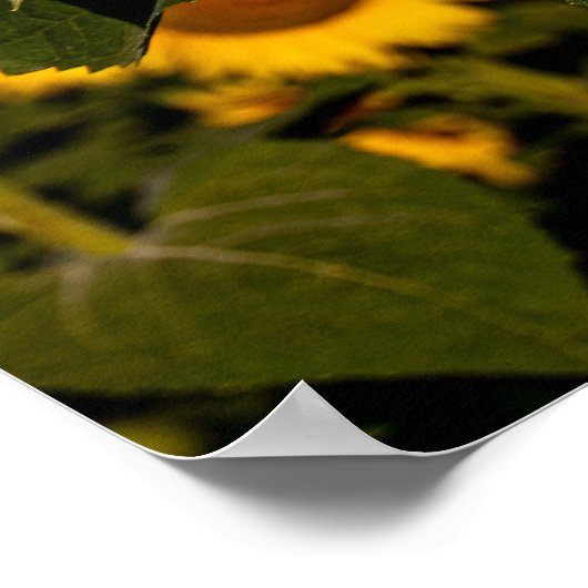 Zonnebloem Poster (Hoek)
