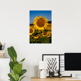 Zonnebloem Poster