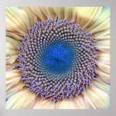 Zonnebloem Poster (Voorkant)