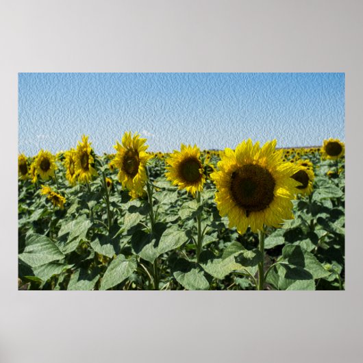 Zonnebloem Poster (Voorkant)