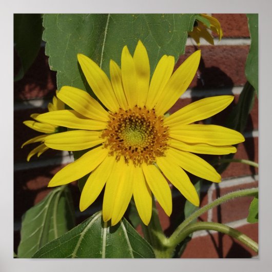 Zonnebloem Poster (Voorkant)