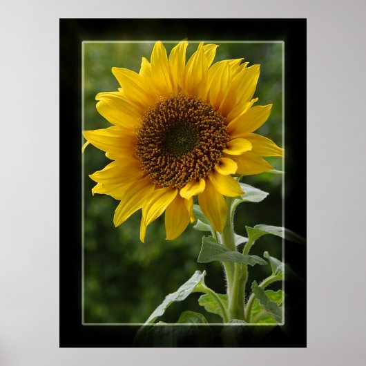 Zonnebloem Poster (Voorkant)