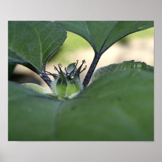 Zonnebloem Poster (Voorkant)