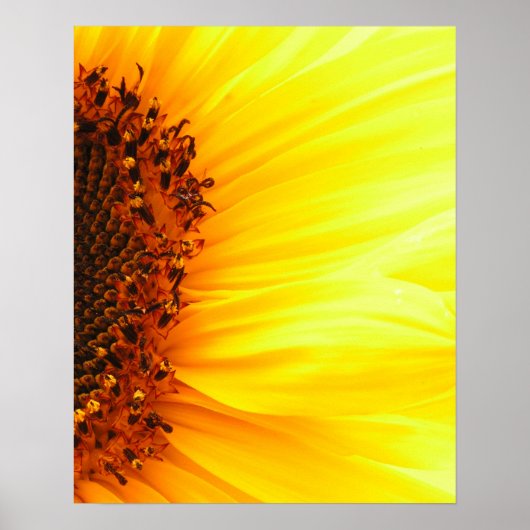 Zonnebloem Poster (Voorkant)