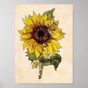 Zonnebloem Poster