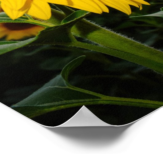 Zonnebloem Poster (Hoek)