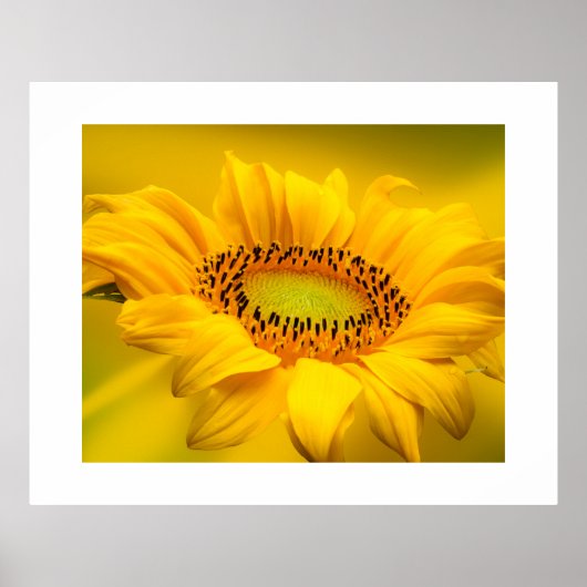 Zonnebloem Poster (Voorkant)