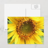 Zonnebloem, postkaart (Voorkant / Achterkant)
