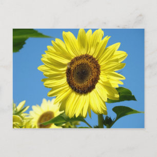 ZONNEBLOEM POSTKAART Zomer Bloemen