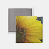 Zonnebloem Praying Mantis Magneet (Voorkant / Achterkant)