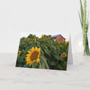 Zonnebloem Rode Schuur Blank Note Kaart