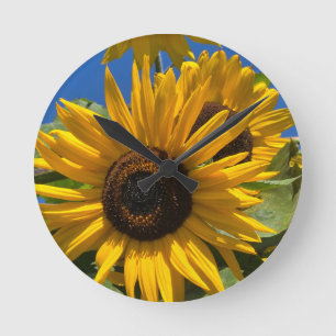 Zonnebloem Ronde Klok