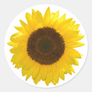 Zonnebloem Ronde Sticker