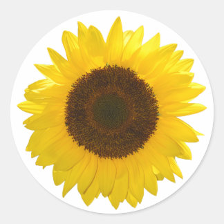Zonnebloem Ronde Sticker