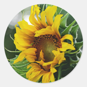 Zonnebloem Ronde Sticker