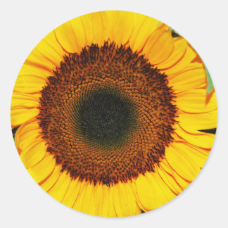 zonnebloem ronde sticker