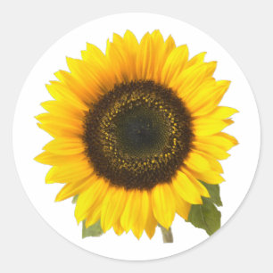 Zonnebloem Ronde Sticker