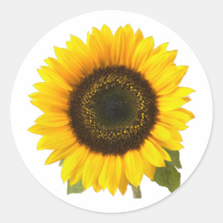 Zonnebloem Ronde Sticker