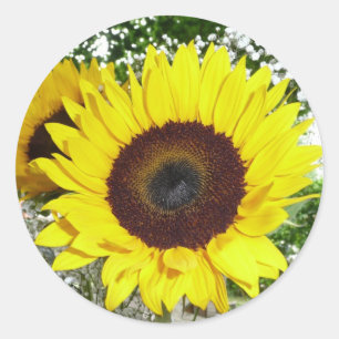 Zonnebloem Ronde Sticker