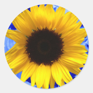 Zonnebloem Ronde Sticker
