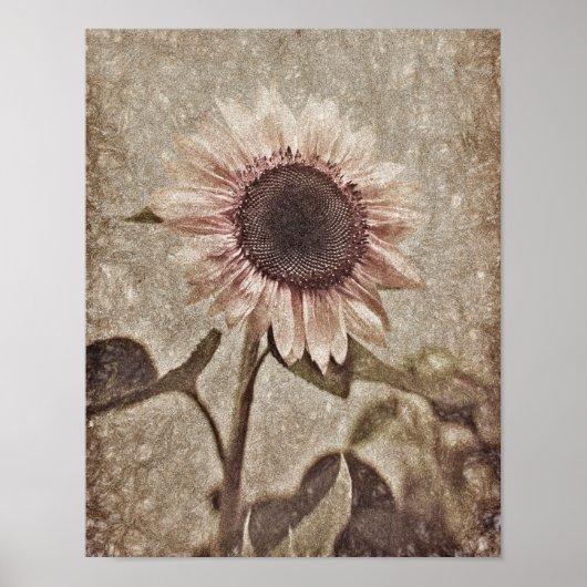  zonnebloem Roze Sepia Brown Rustic Textuur Poster (Voorkant)