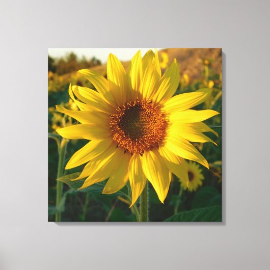 Zonnebloem sensatie verpakt Canvas Print (Voorkant)