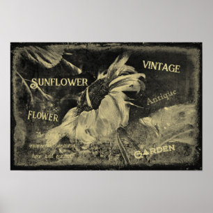 Zonnebloem Sepia Antiek Ephemera Textuur Poster