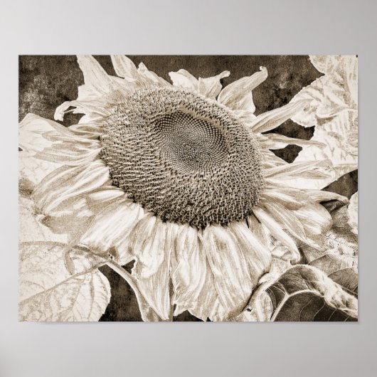  zonnebloem Sepia Brown Art ontkoppeling Poster (Voorkant)
