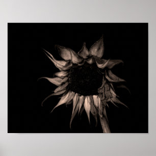 Zonnebloem - Sepia Fine Art-foto — Unieke kool Poster