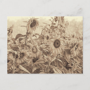 Zonnebloem  Sepia Tone Fine Art Briefkaart