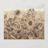 Zonnebloem Sepia Tone Fine Art Briefkaart (Voorkant)