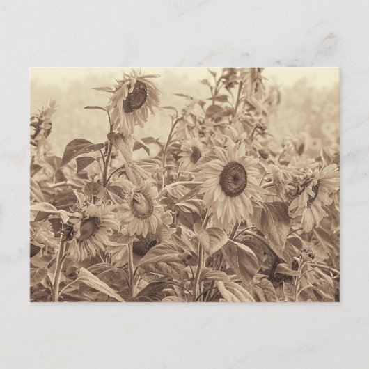 Zonnebloem  Sepia Tone Fine Art Briefkaart (Voorkant)