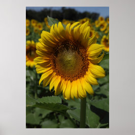 Zonnebloem serie 09 poster