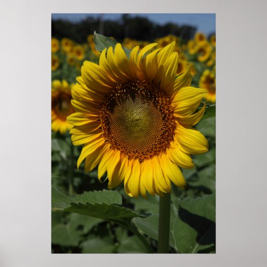 Zonnebloem serie 09 poster (Voorkant)