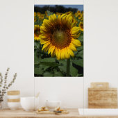 Zonnebloem serie 09 poster (Keuken)
