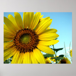 Zonnebloem serie poster