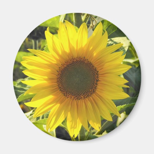Zonnebloem Shine Magneet (Voorkant)