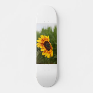 Zonnebloem Skateboard