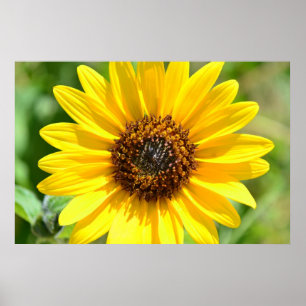 Zonnebloem Sluiten poster