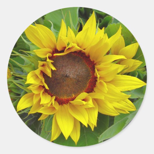 Zonnebloem Sluiten Ronde Sticker (Voorkant)