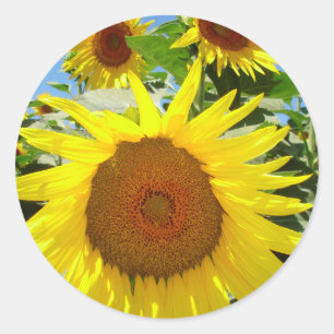 Zonnebloem stickers = bloemige sticker