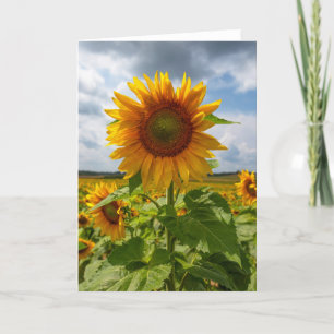 Zonnebloem Storm Blank Note Kaart