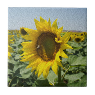 Zonnebloem Tegeltje