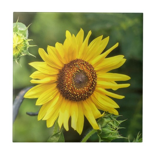 Zonnebloem Tegeltje (Voorkant)