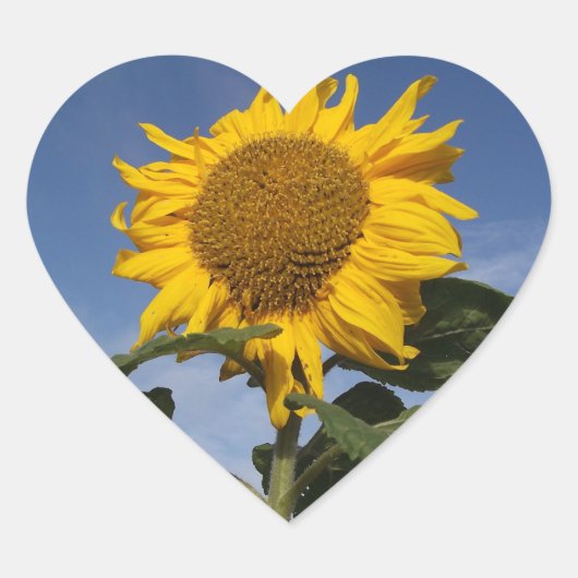 Zonnebloem tegen blauwe hemel hart sticker (Voorkant)