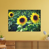 Zonnebloem Trio Verpakt Canvas Print (Insitu (Woonkamer))